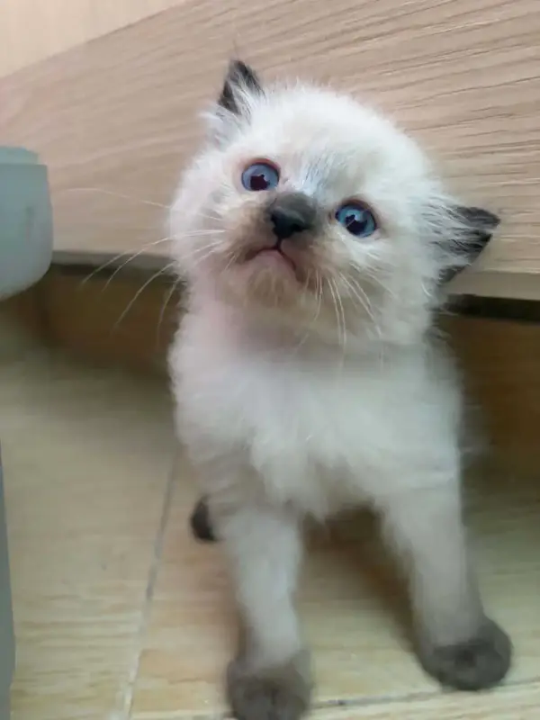 Chaton saimois femelle
