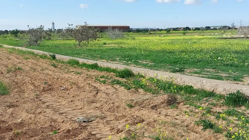 Terrain rte menzel chaker km 11