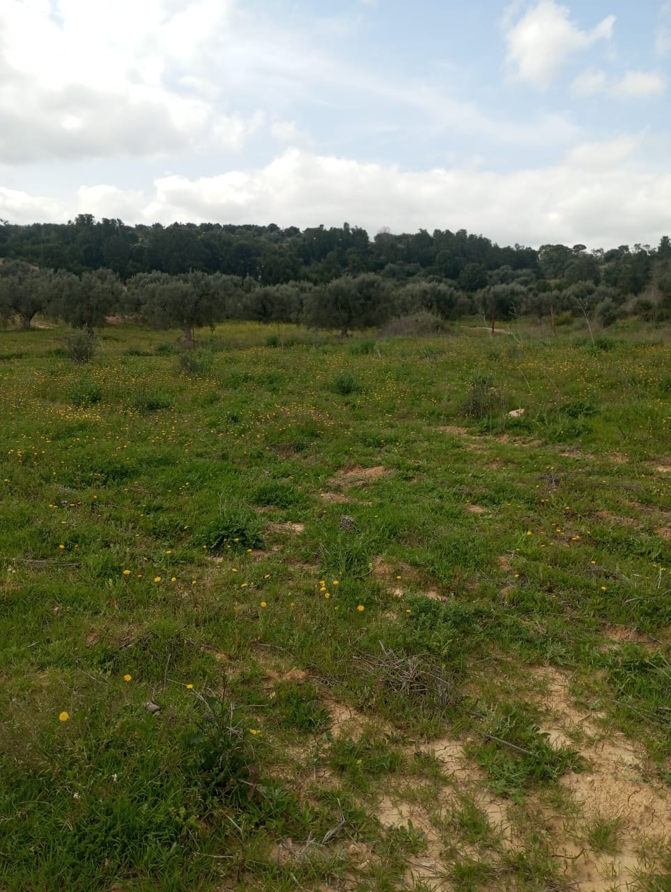 Terrain